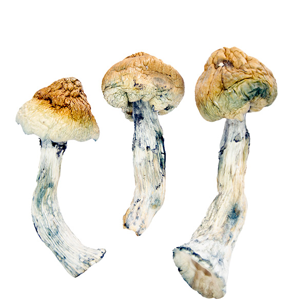 Gold Teachers Mushroom 1, shrooms online canada , 3 amigos@0.5x