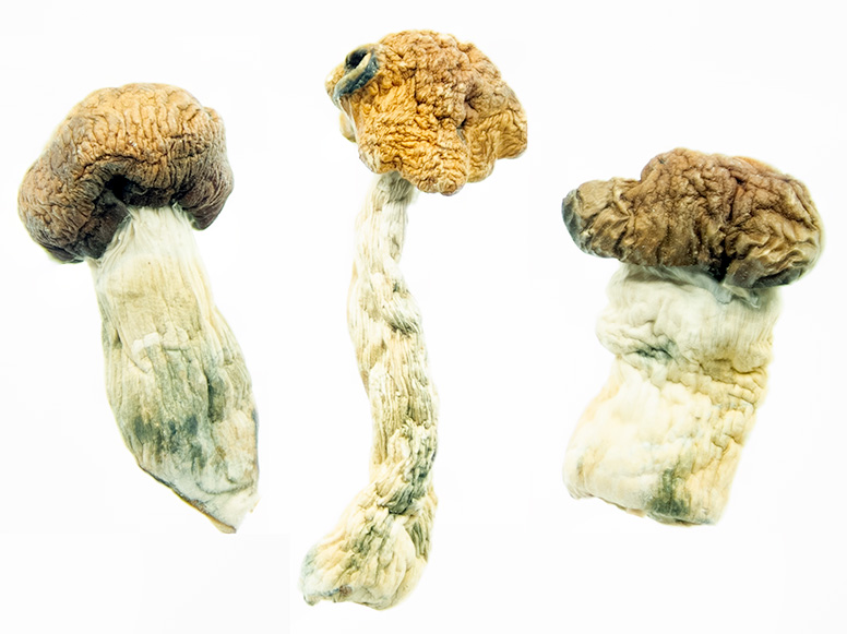 Texas PE 1, shrooms online canada, 3 amigos