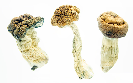 Texas PE 2, buy magic mushrooms online canada, 3 amigos