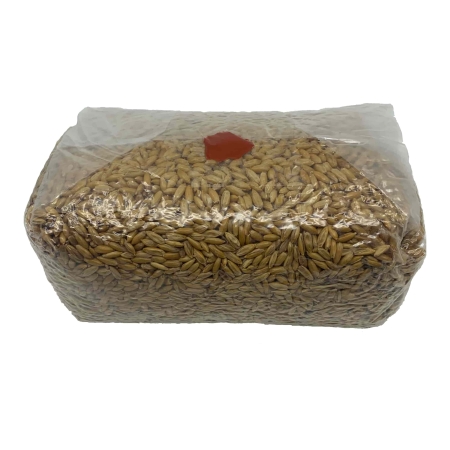Mushroom grow kit online canada