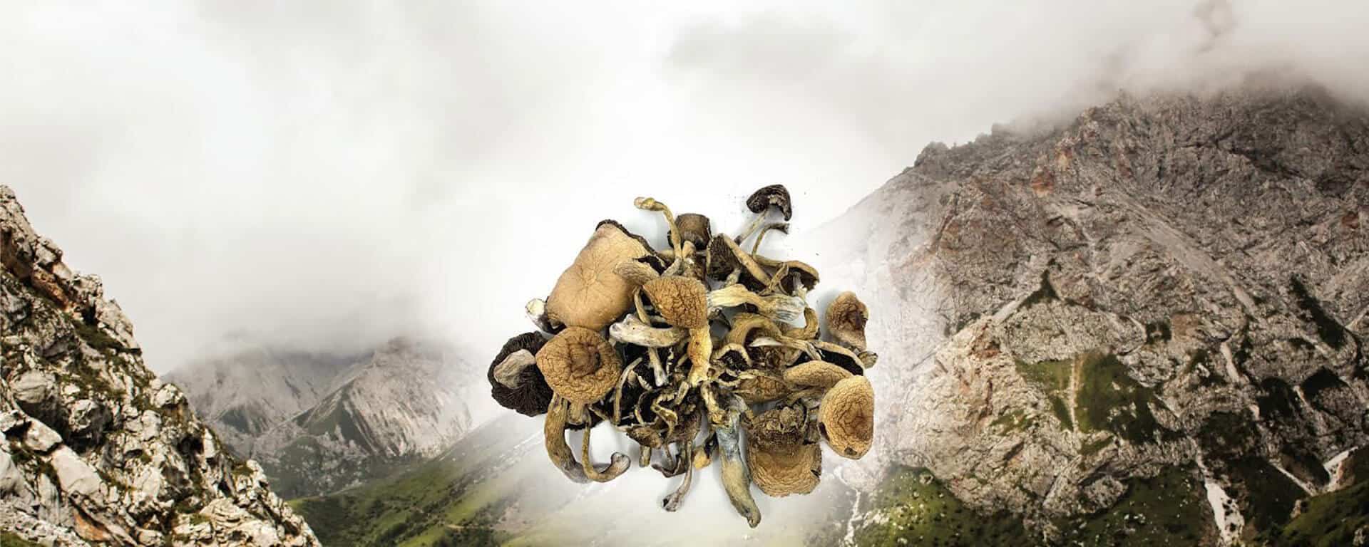 Golden Teachers Shroom in Canada