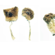 psilocybin mushroom therapy