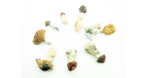 psilocybin mushroom 